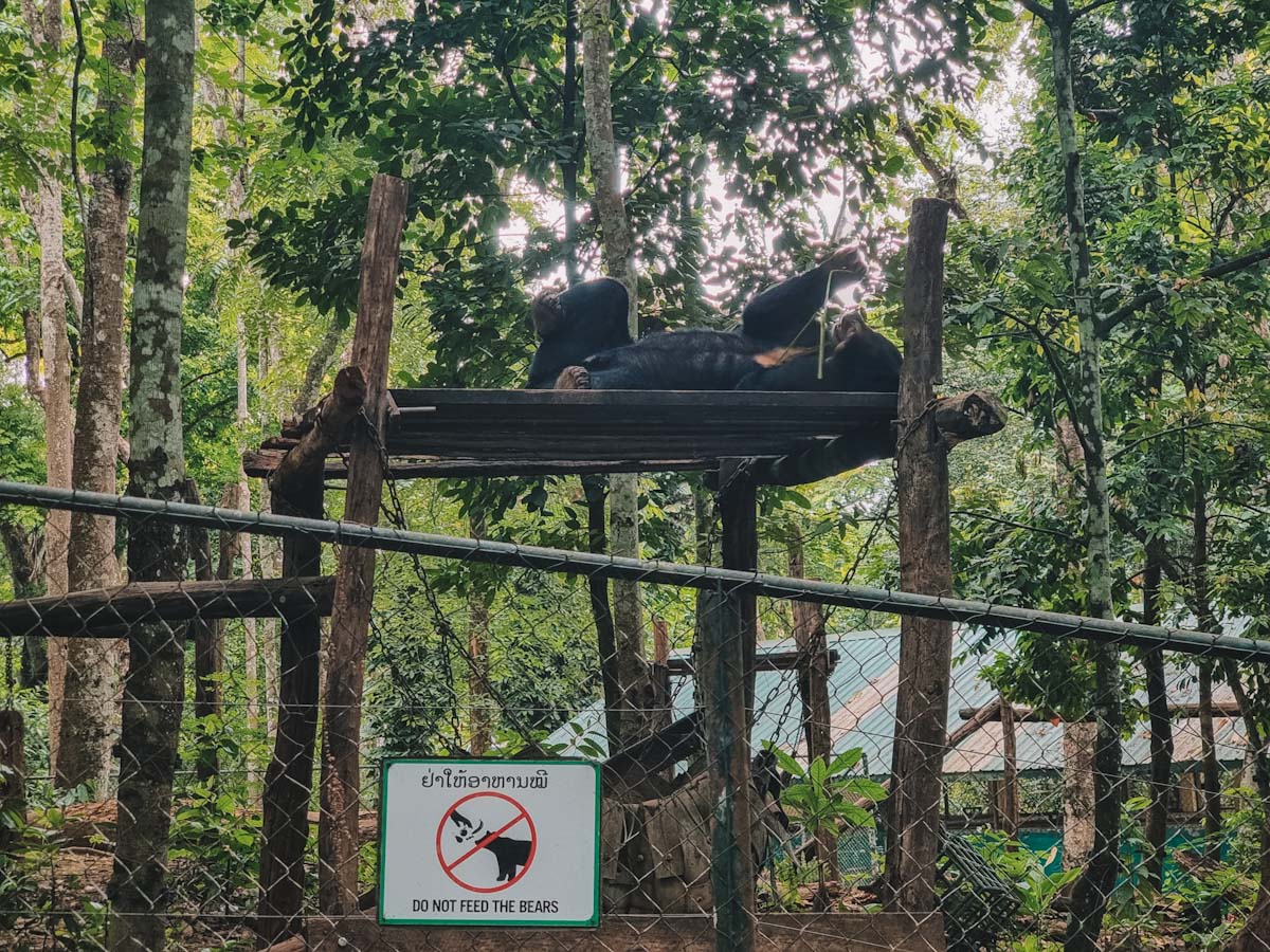 Before entering the Kuang Si Waterfalls you will walk through this Bear Rescue Sanctuary