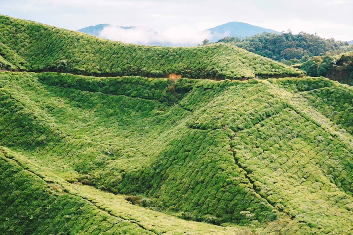 Lush green tea plantations of Cameron Highlands in Malaysia