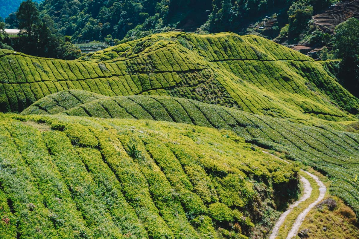 Tea plantations in Malaysia