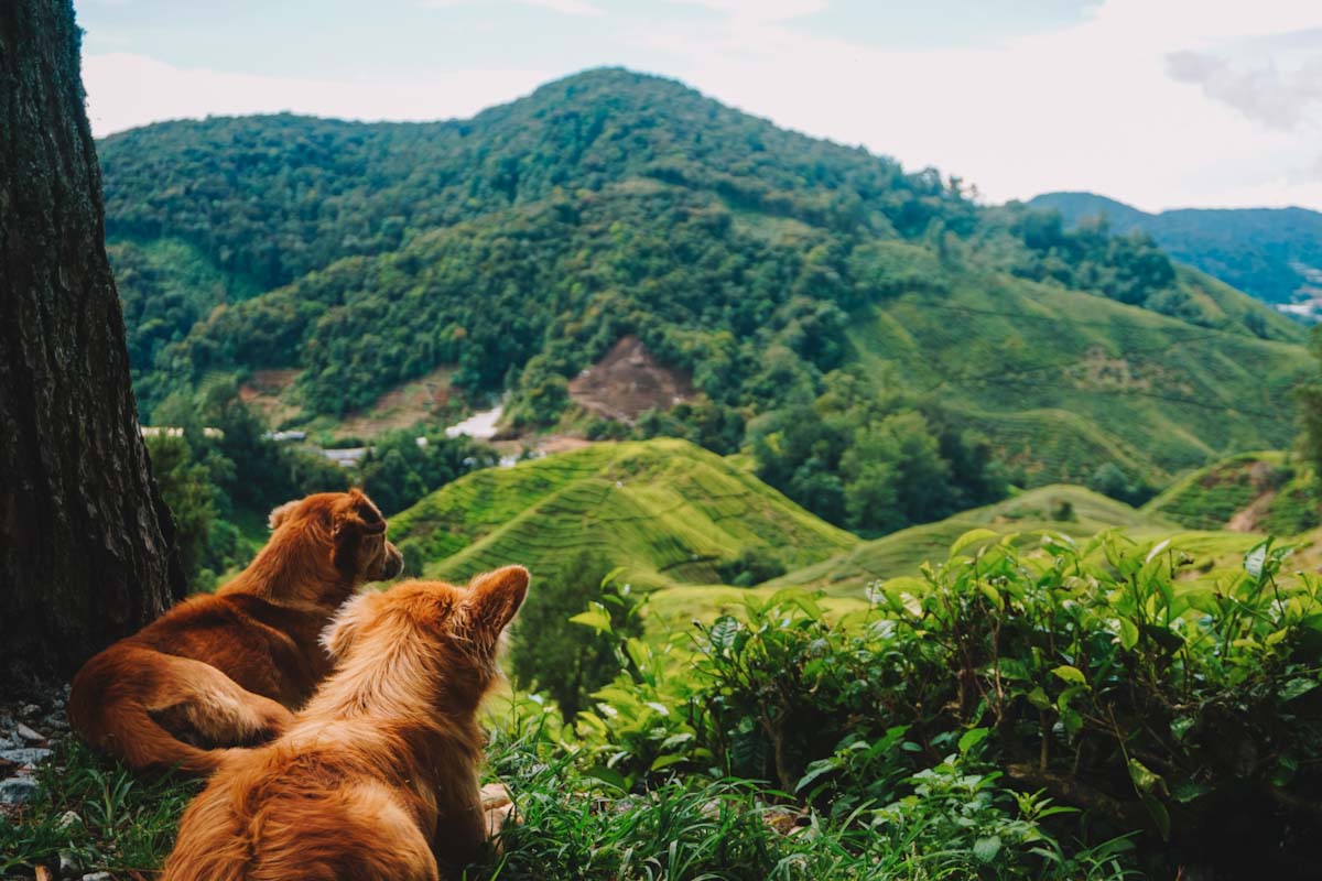 Hiking in the Cameron Highlands, Malaysia