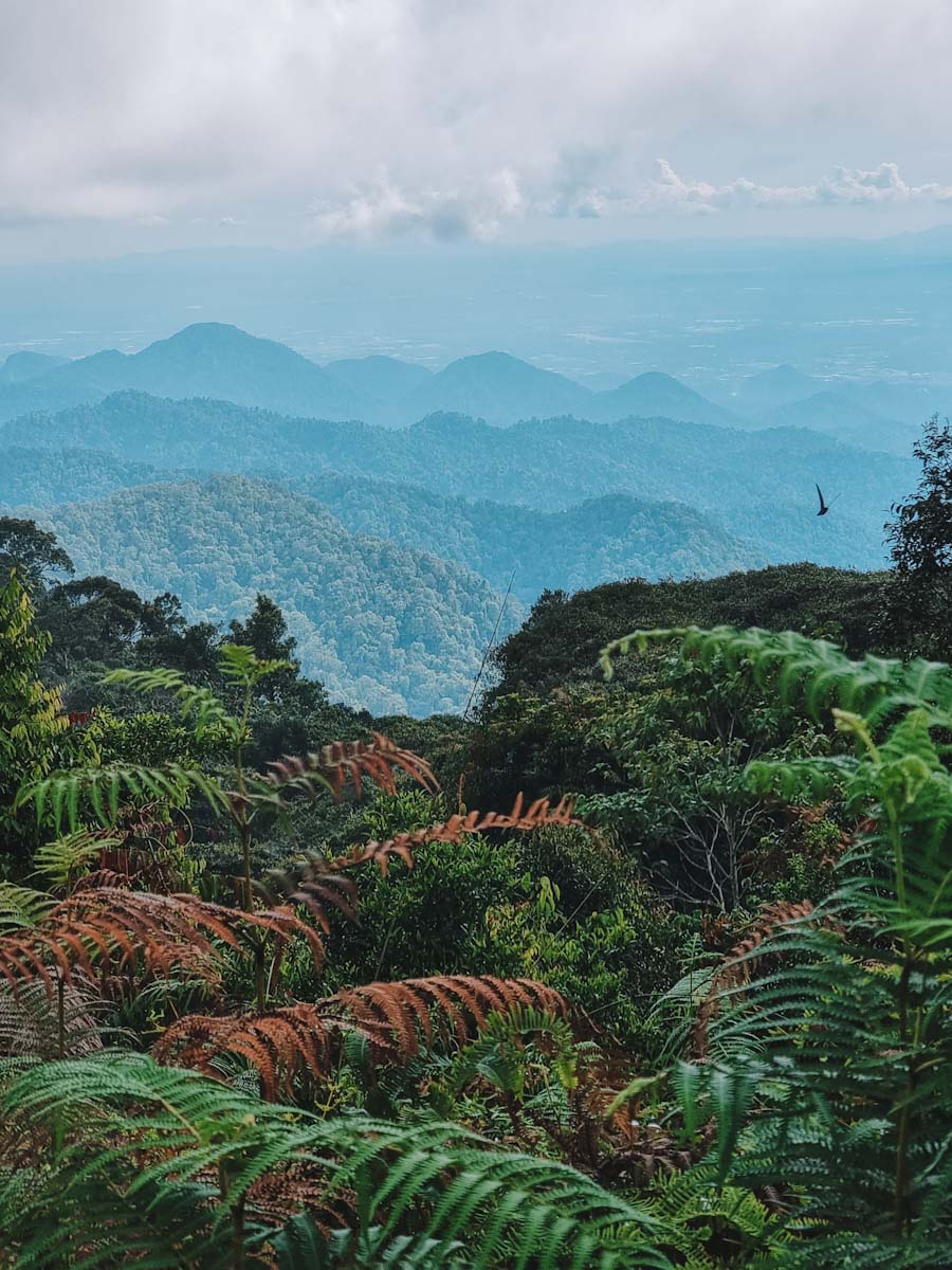 Jungle hike Trail 10 in the Cameron Highlands