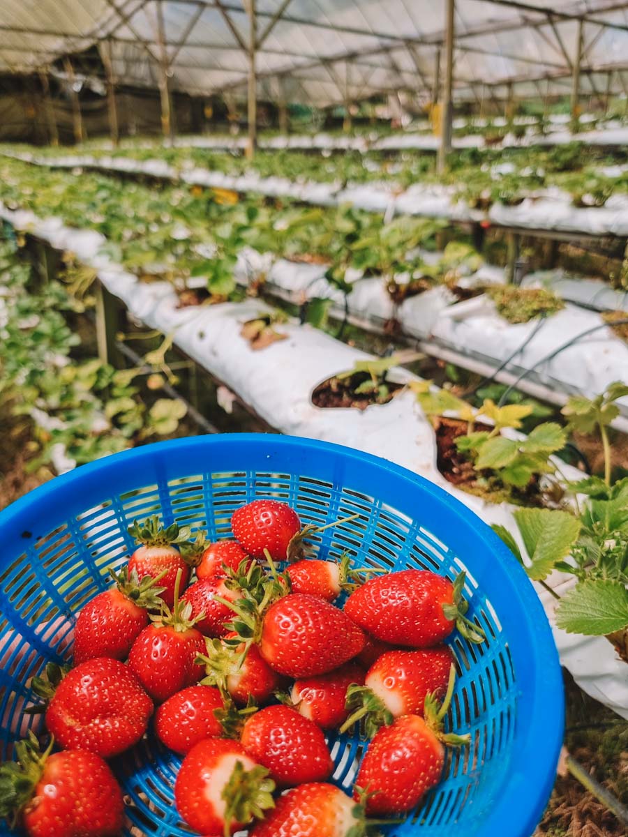 Cameron Highlands Strawberry picking in the Mountain Strawberry farm