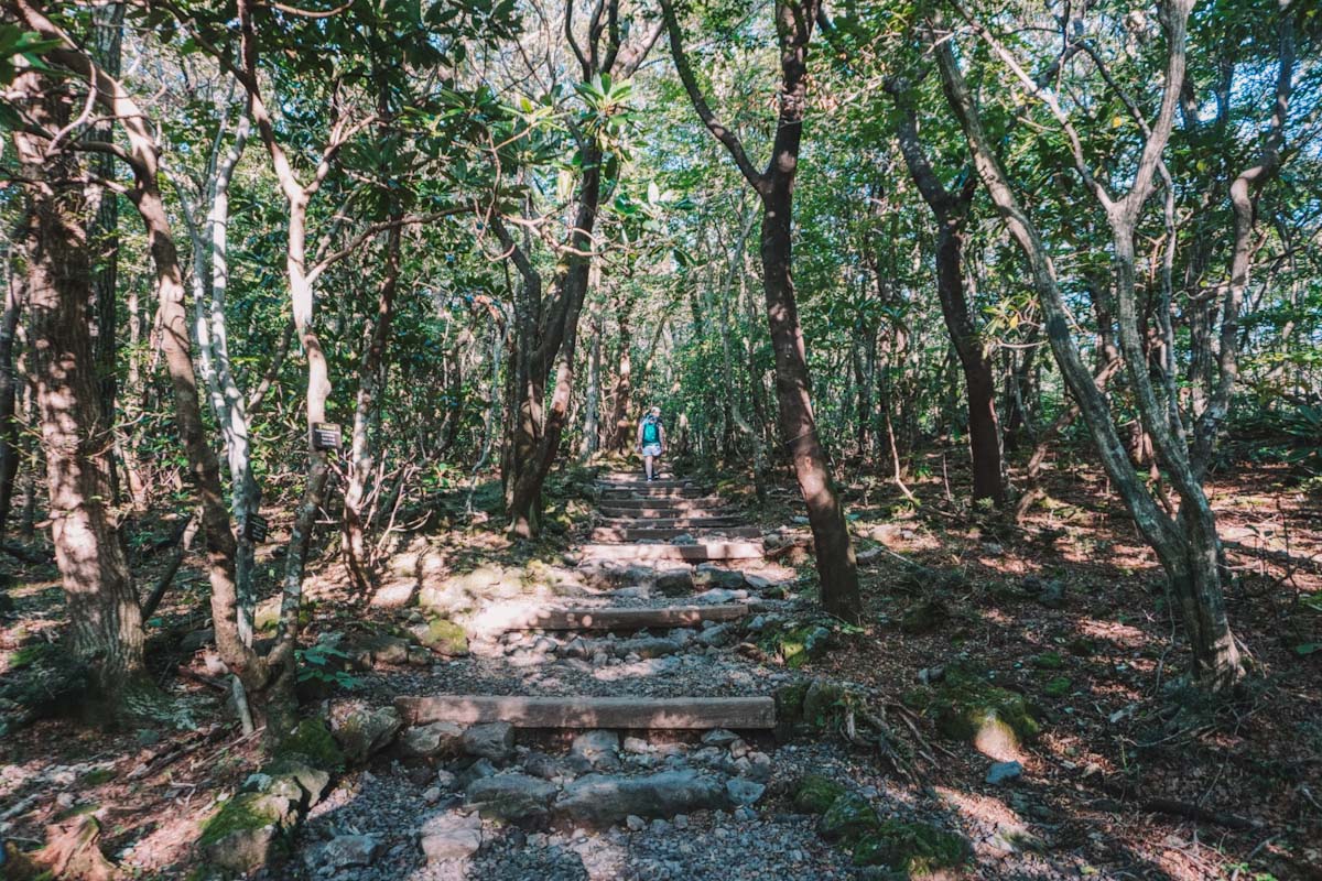 Mt Hallasan start of Seongpanak trail