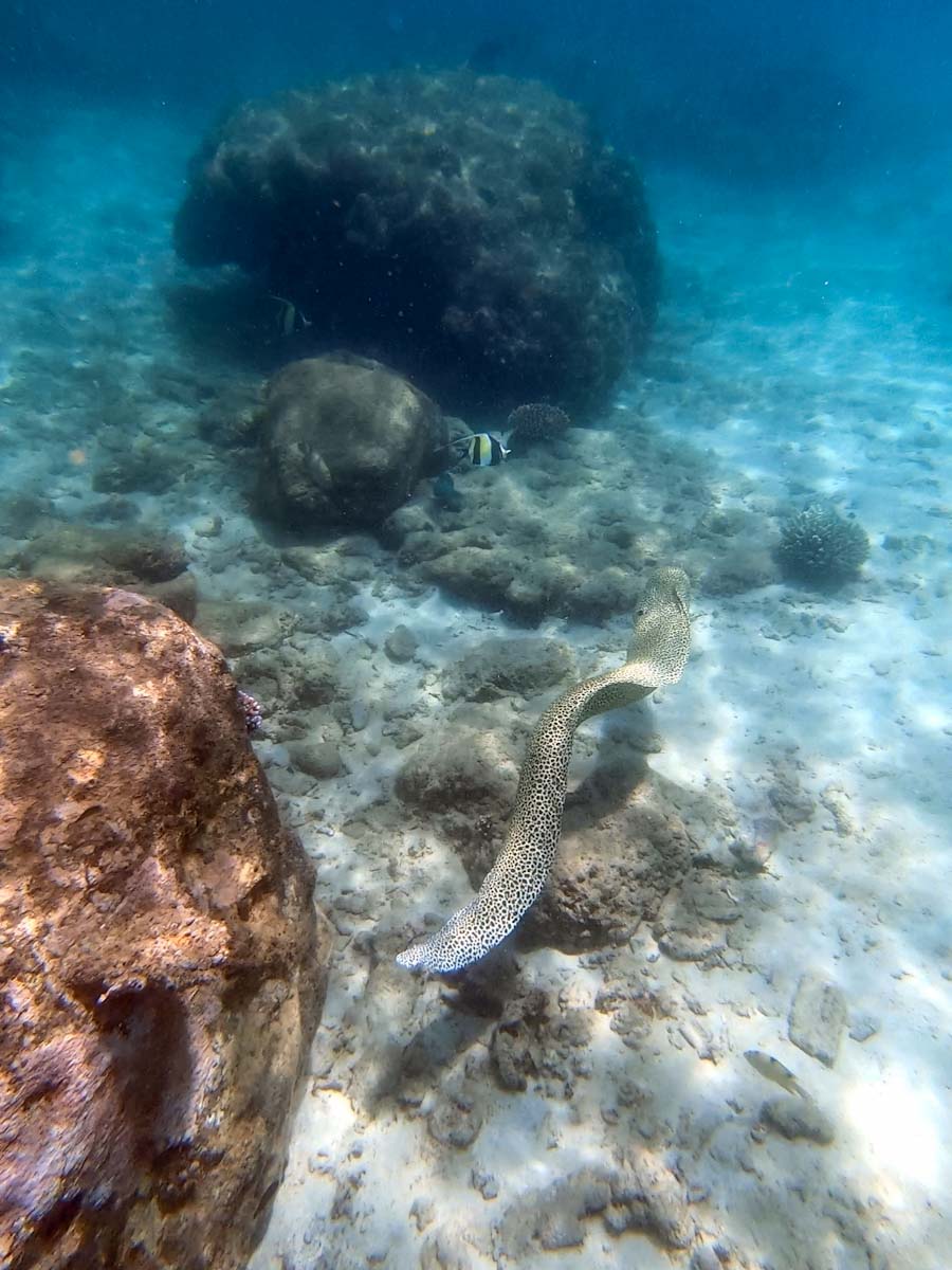 Snorkelling and diving diving Pulau Weh, Indonesia