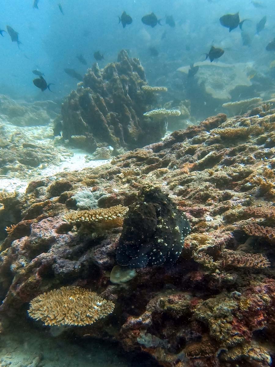 Diving and Snorkelling on Pulau Weh Indonesia