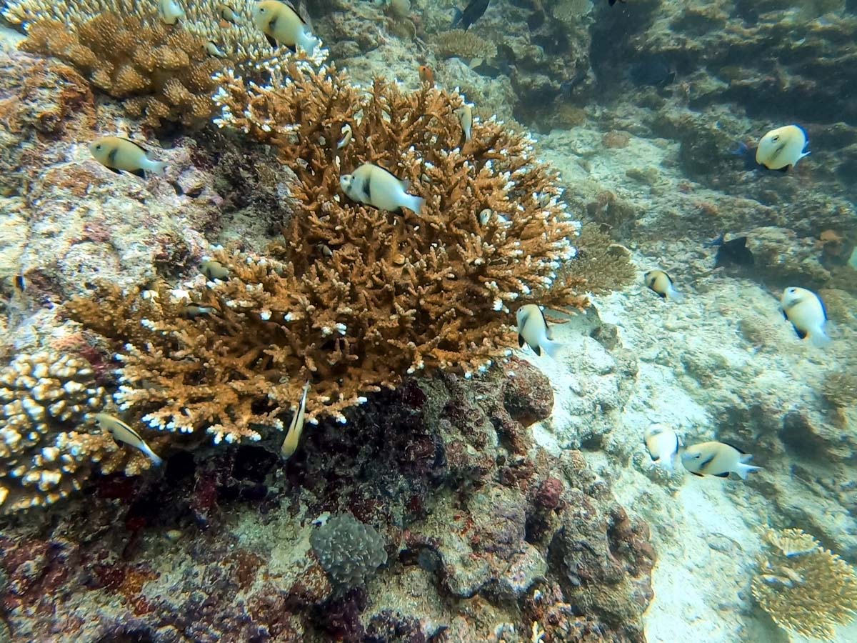 Diving and Snorkelling on Pulau Weh Indonesia