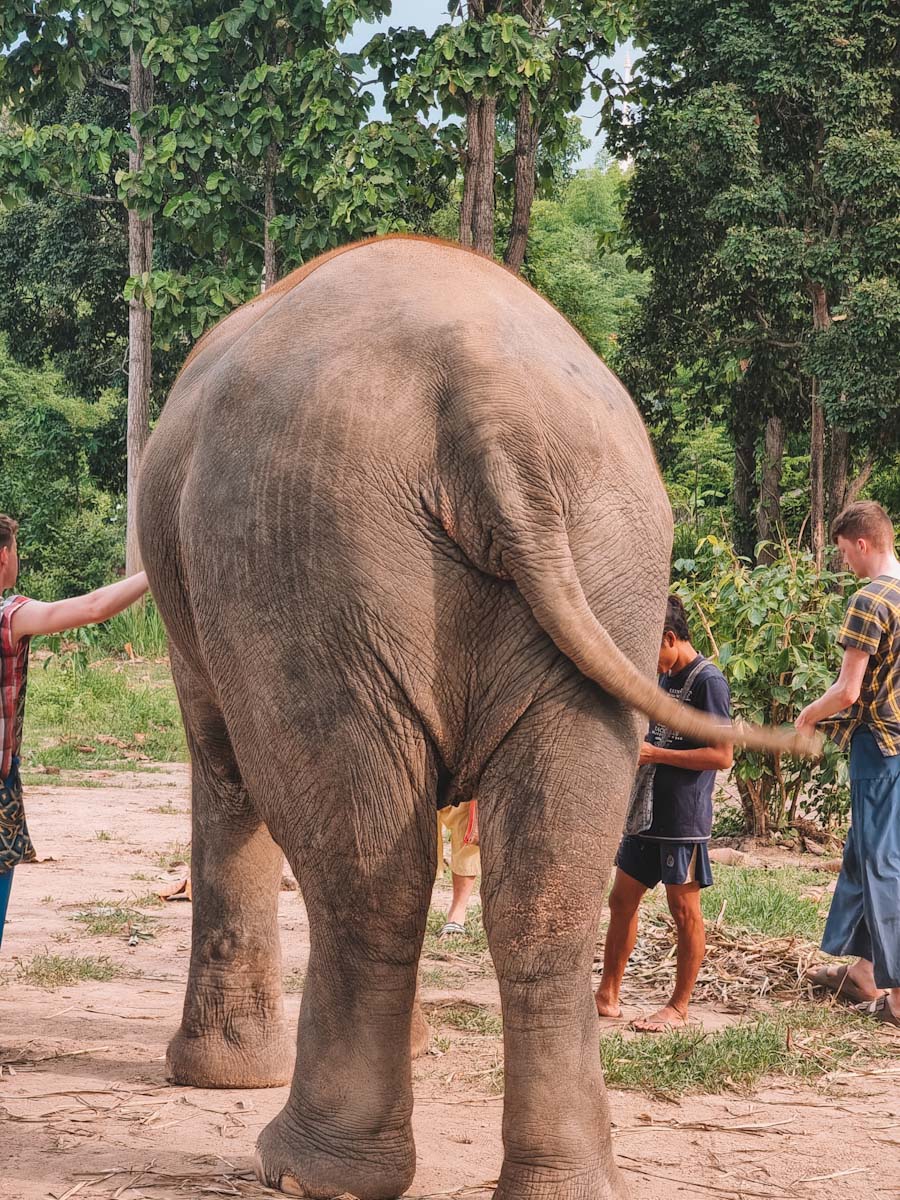 Maerim Elephant Sanctuary a honest review