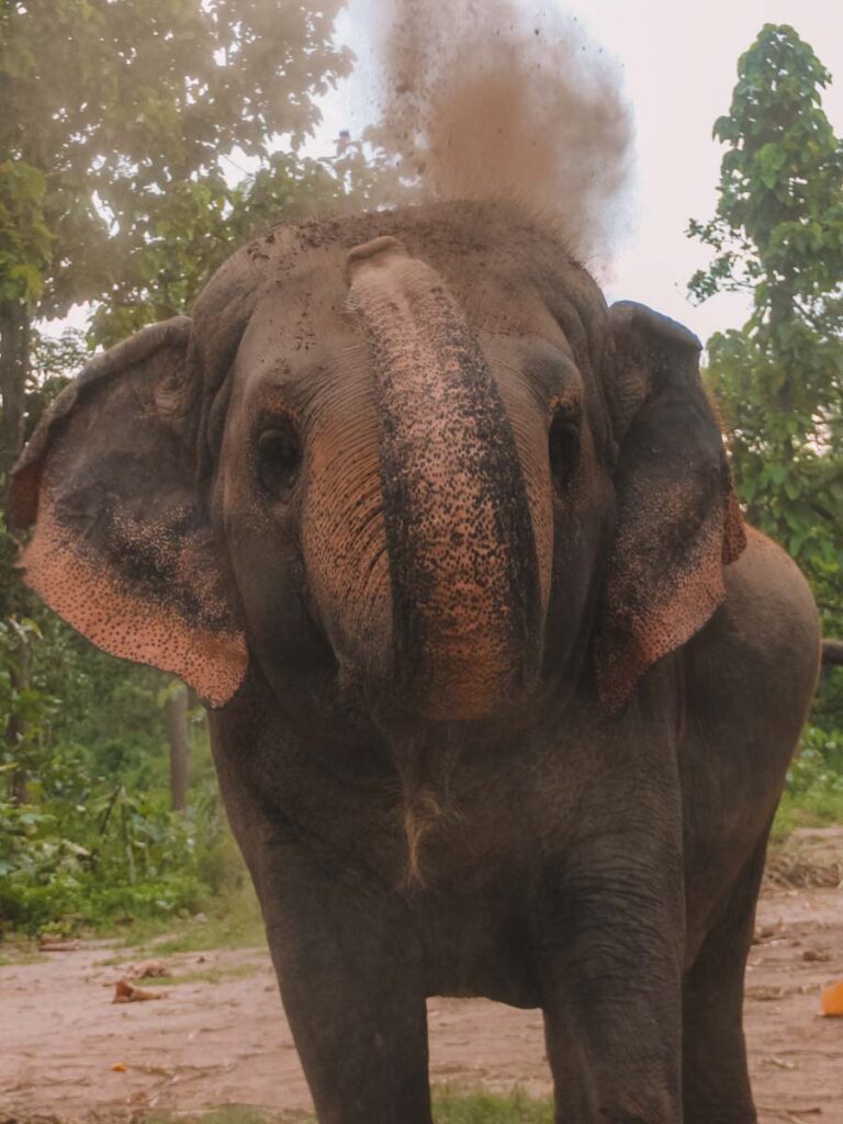 Maerim Elephant Sanctuary a honest review