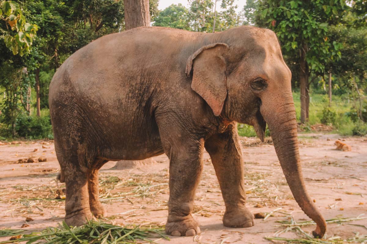 Maerim Elephant Sanctuary a honest review