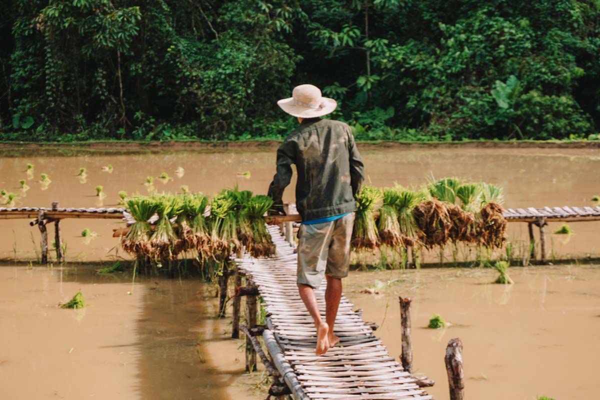 Local working in the rice fields in Nong Khiaw, Laos