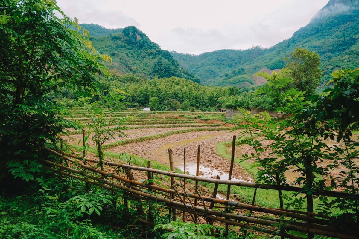 Rice fields within the mountains of Nong Khiaw, Laos