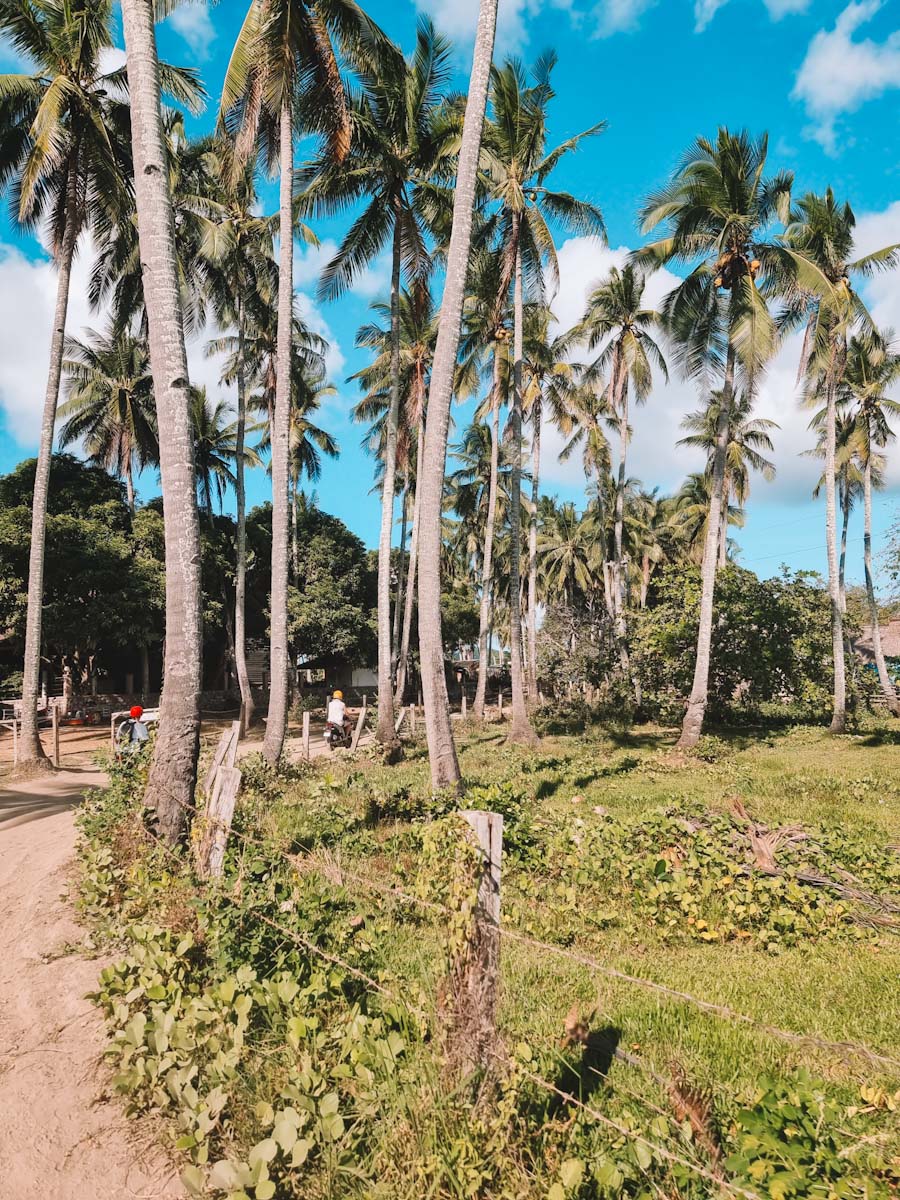 Getting to Nacpan beach by scooter from El Nido while driving underneath palm trees